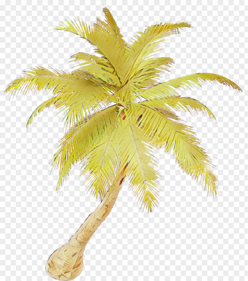 Elaeis Terrestrial Plant Palm Tree PNG
