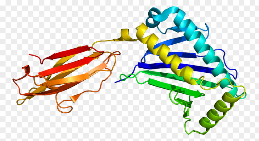 MHC Class I Polypeptide-related Sequence B A Major Histocompatibility Complex Protein PNG