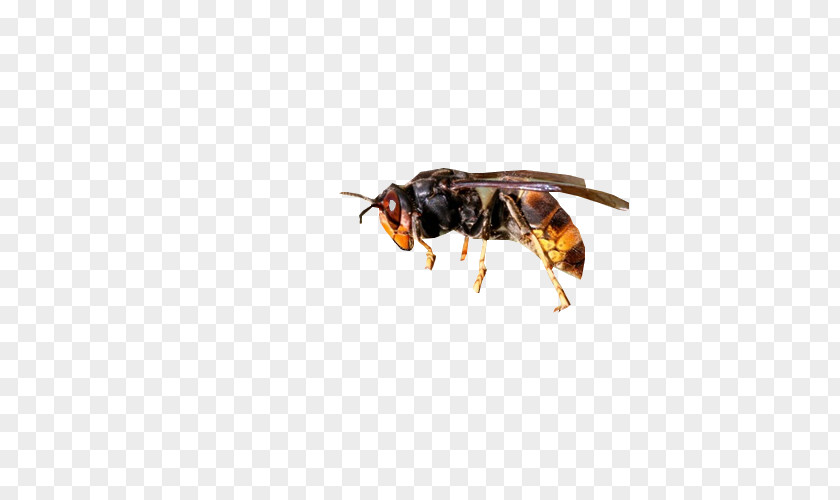 Bee Honey Wasp Asian Hornet European PNG