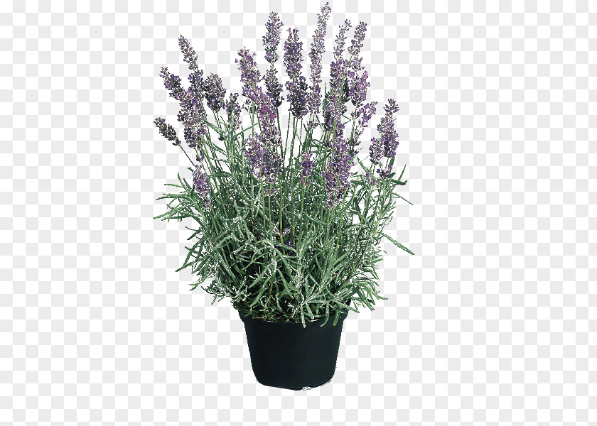 Flower English Lavender Hidcote Manor Garden Perennial Plant Seed PNG