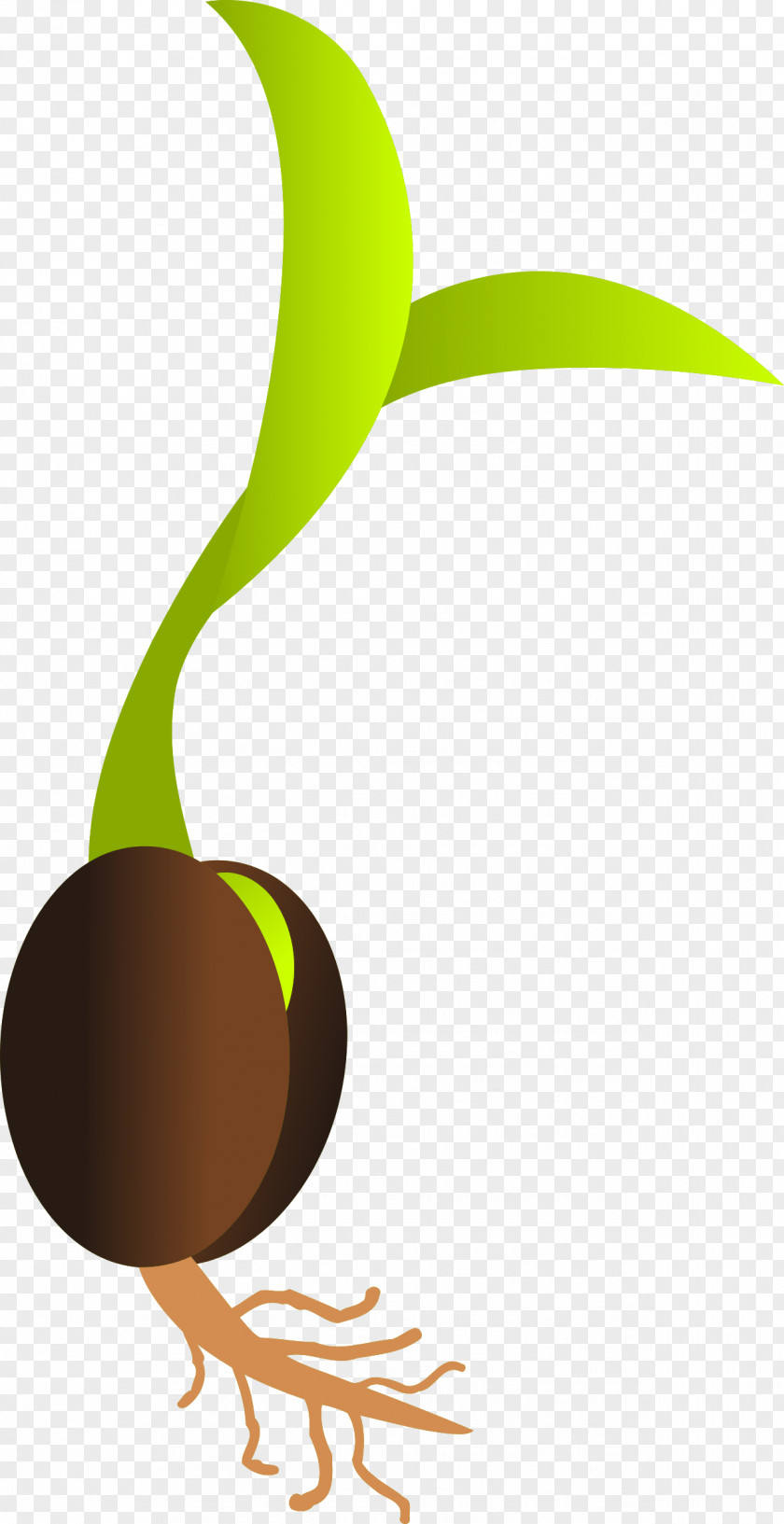 Seed Sprouting Seedling Germination Clip Art PNG