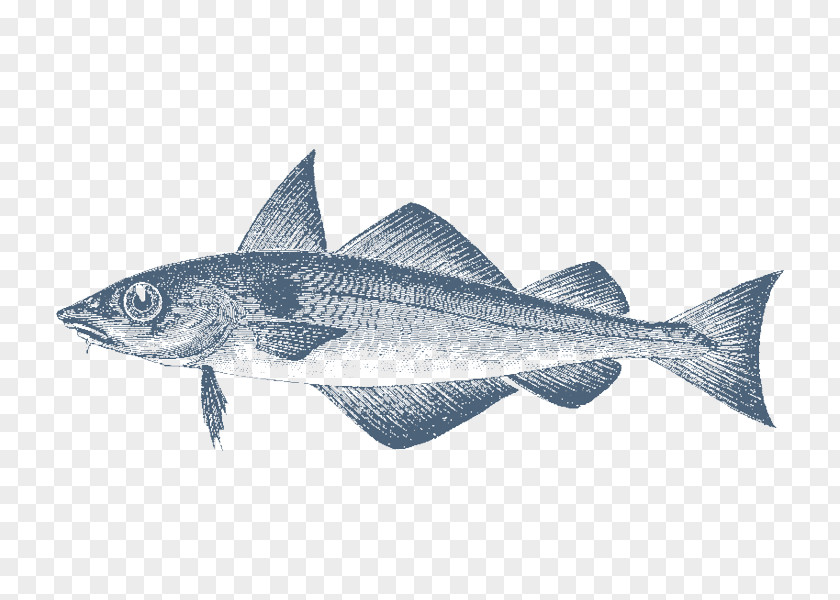 Shoal Of Fish Cod Haddock Sardine Fin Gadidae PNG