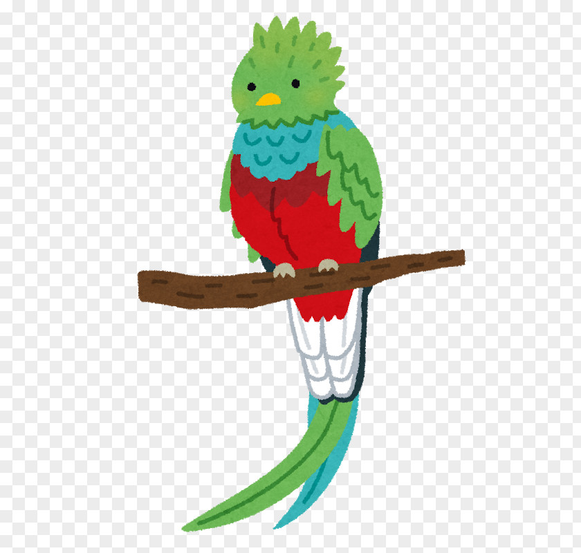 Bird Resplendent Quetzal いらすとや Macaw PNG