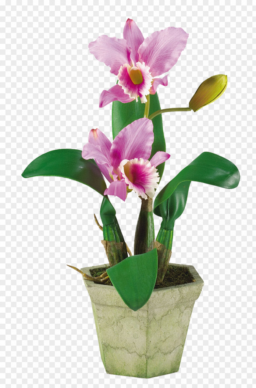 Orchid Artificial Flower Floral Design Moth Orchids Floristry PNG