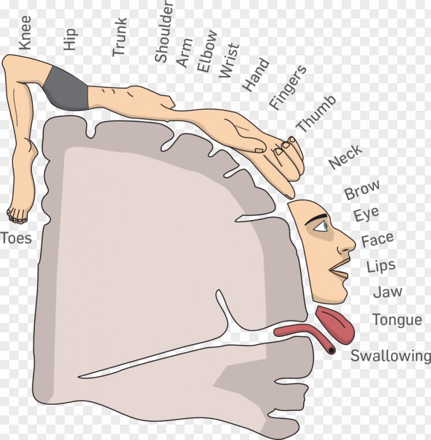 Brain Cortical Homunculus Cerebral Cortex Anatomy PNG