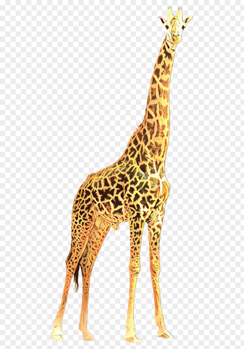 Fawn Neck Giraffe Giraffidae Terrestrial Animal Wildlife Figure PNG