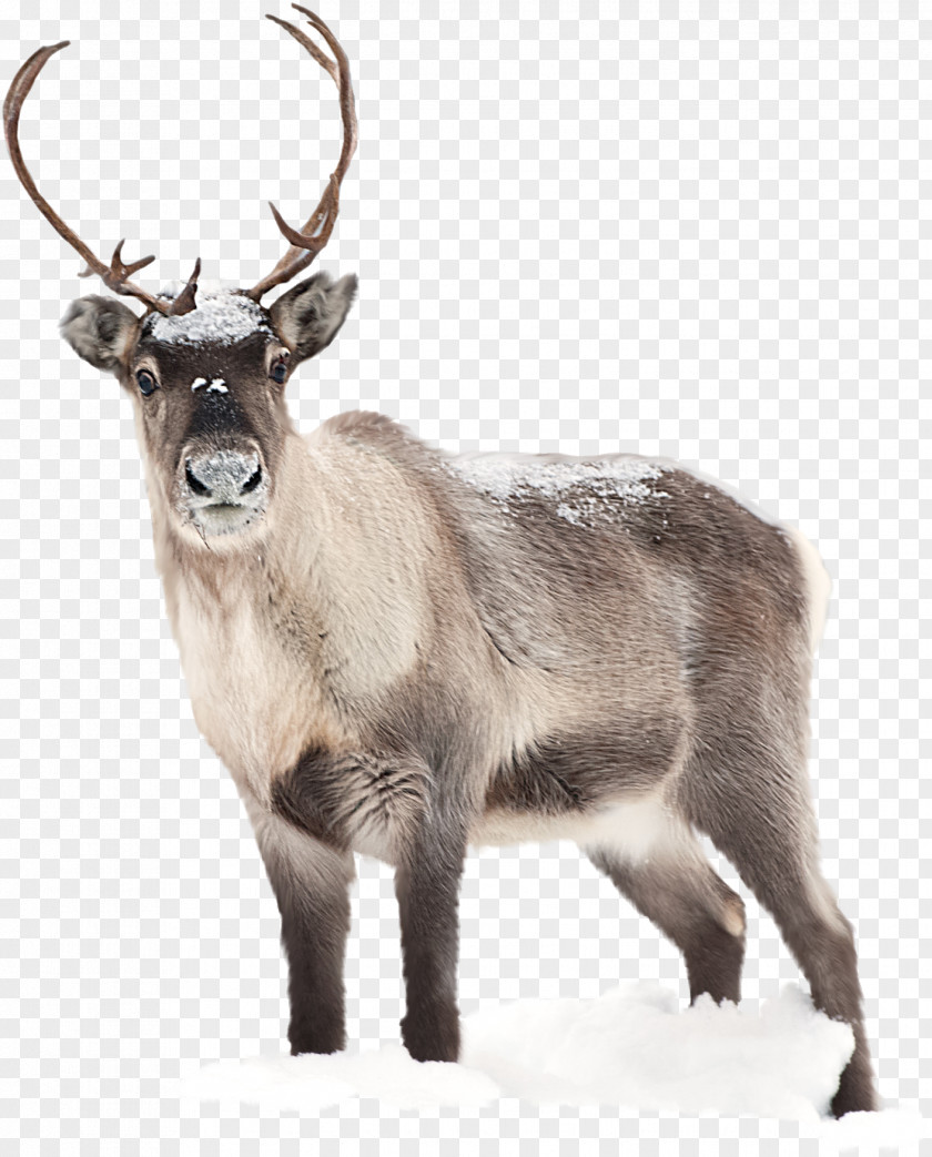Hippo Reindeer Santa Claus Desktop Wallpaper Moose PNG