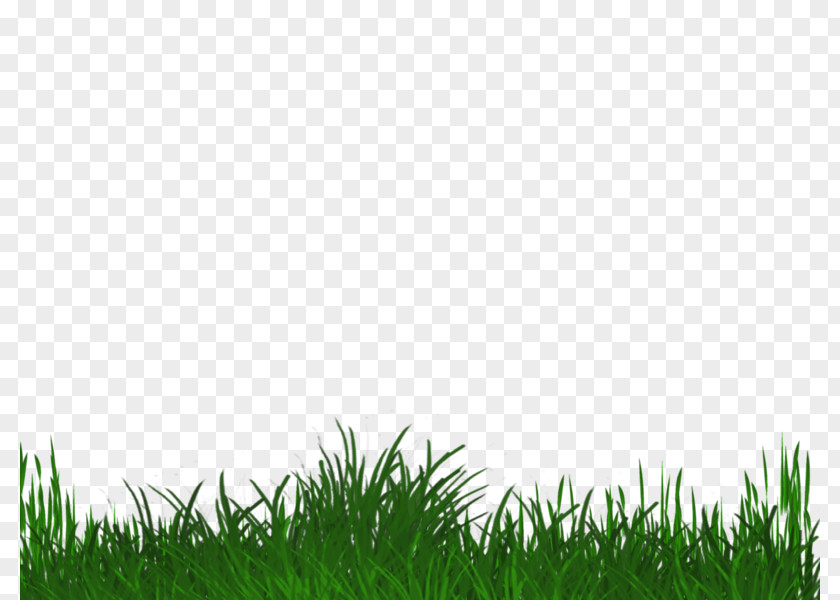 Lawn Grasses Grassland Sky Plc PNG