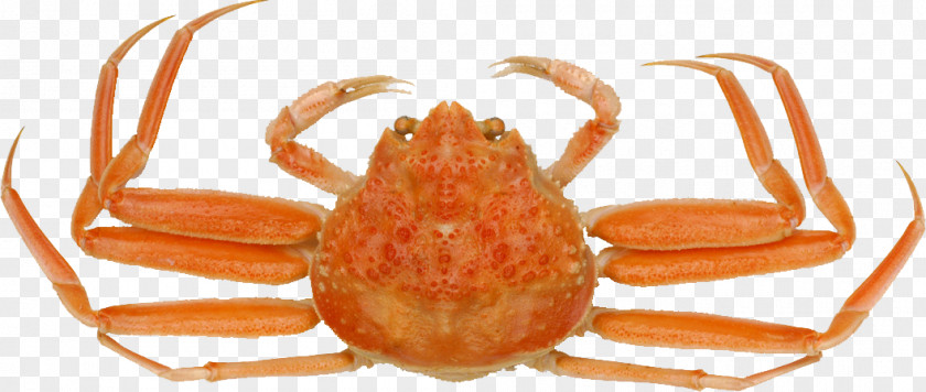 Snow Crab Red King Food Chinese Mitten PNG crab king mitten crab, Delicious clipart PNG