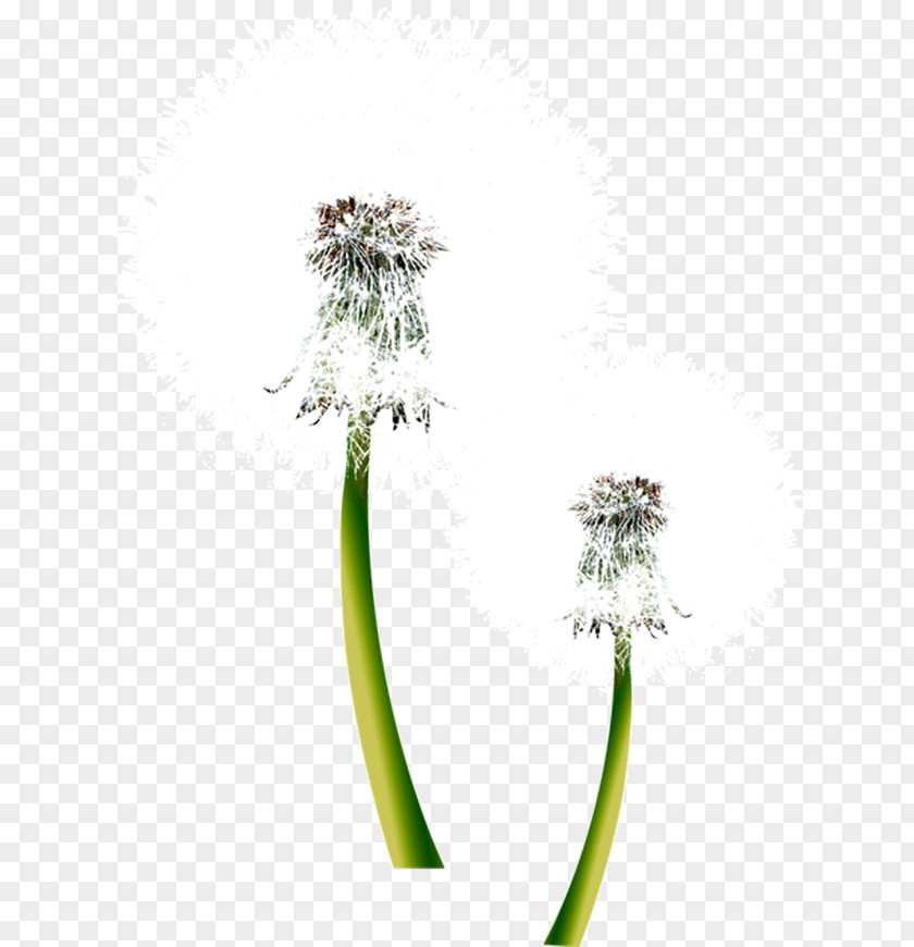White Dandelion Samsung Galaxy S5 Sony Xperia E Nature Android Wallpaper PNG