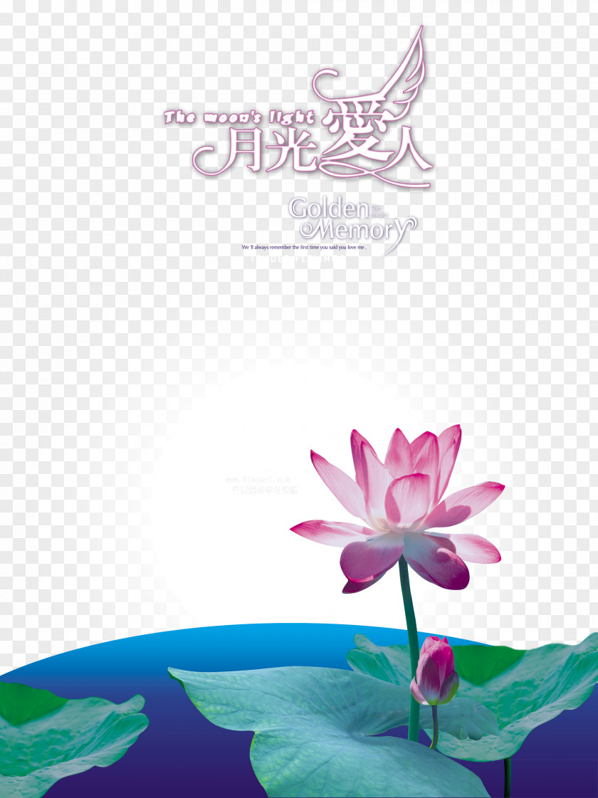 Yueguangairen Lotus Background Photography Moonlight Over The Pond Numbered Musical Notation Nelumbo Nucifera PNG
