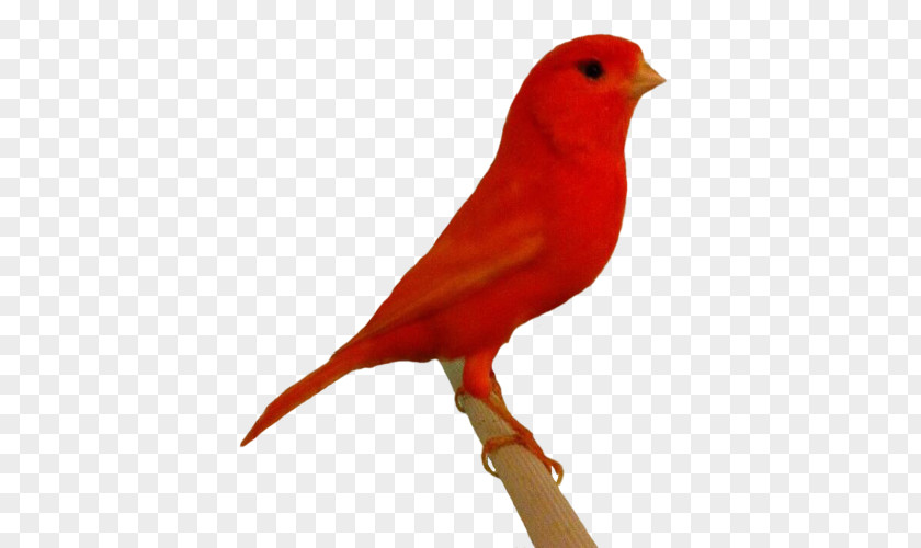 Bird Domestic Canary Canarini Di Colore Finches Canarino Da Canto Russo PNG