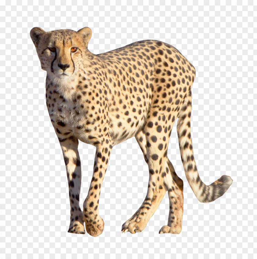 Cheetah Leopard PNG