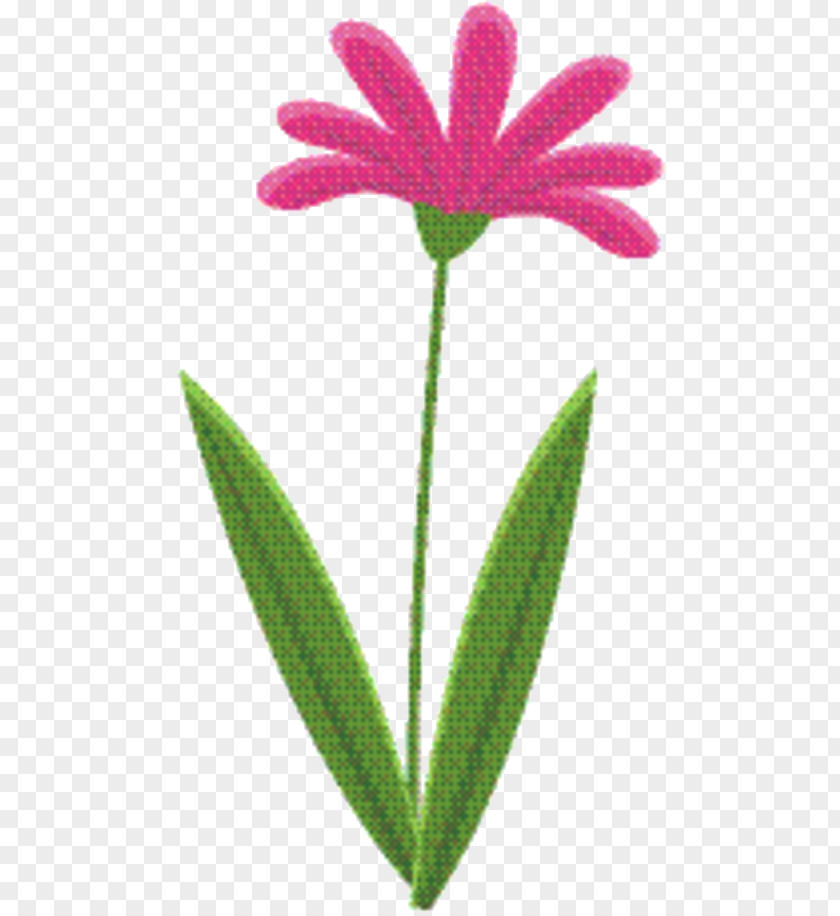 Pink Family Terrestrial Plant Flower Cartoon PNG