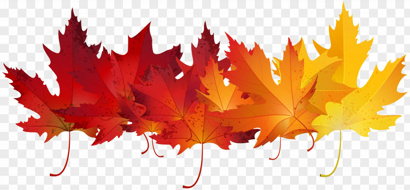 Autumn Leaves Leaf Color Clip Art PNG