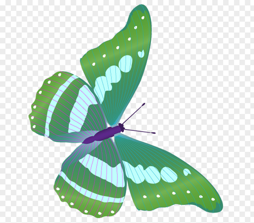 Butterfly Monarch Insect Clip Art Vector Graphics PNG