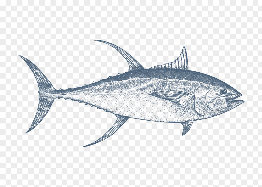 Fish Mackerel Swordfish Thon Thunnus Albacore PNG