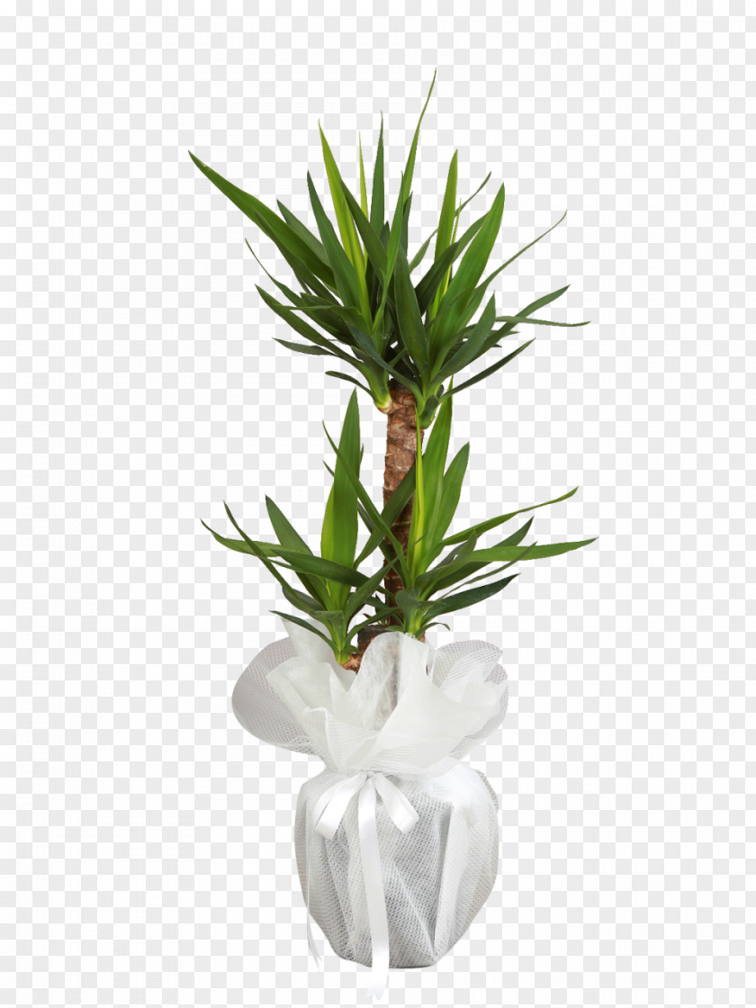 Flower ıhlamur çiçekçilik Flowerpot Floristry Ornamental Plant PNG