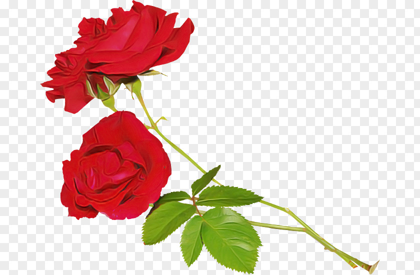 Garden Roses PNG