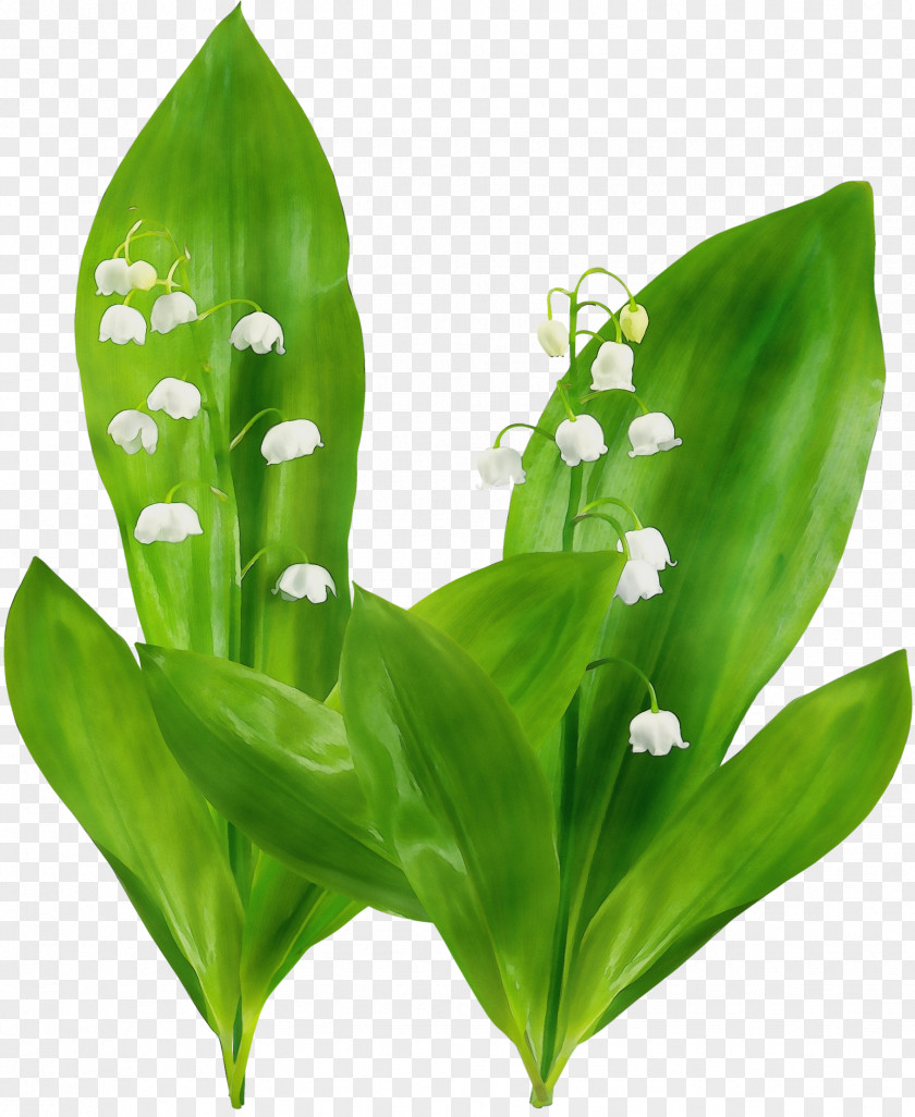 Lily Of The Valley Flower Leaf Plant Terrestrial PNG