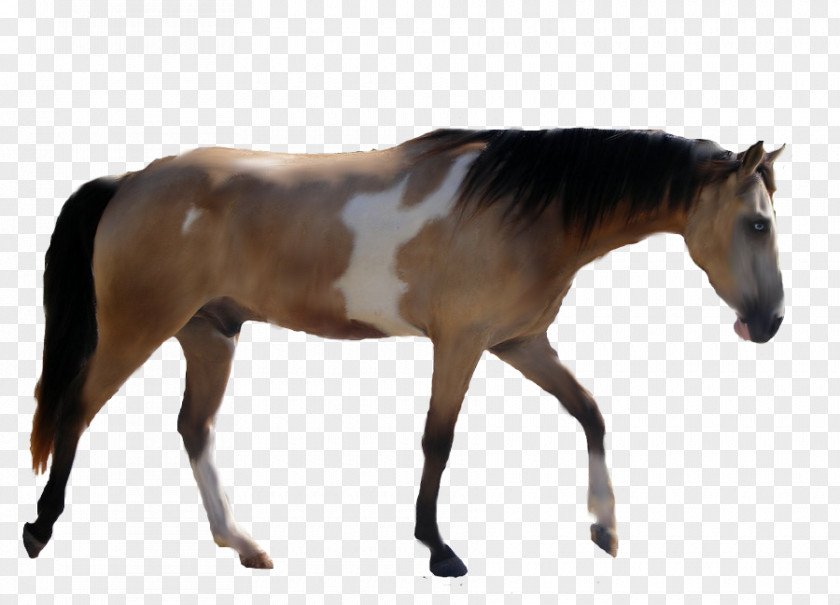 Mustang American Paint Horse Foal Mare Stallion PNG