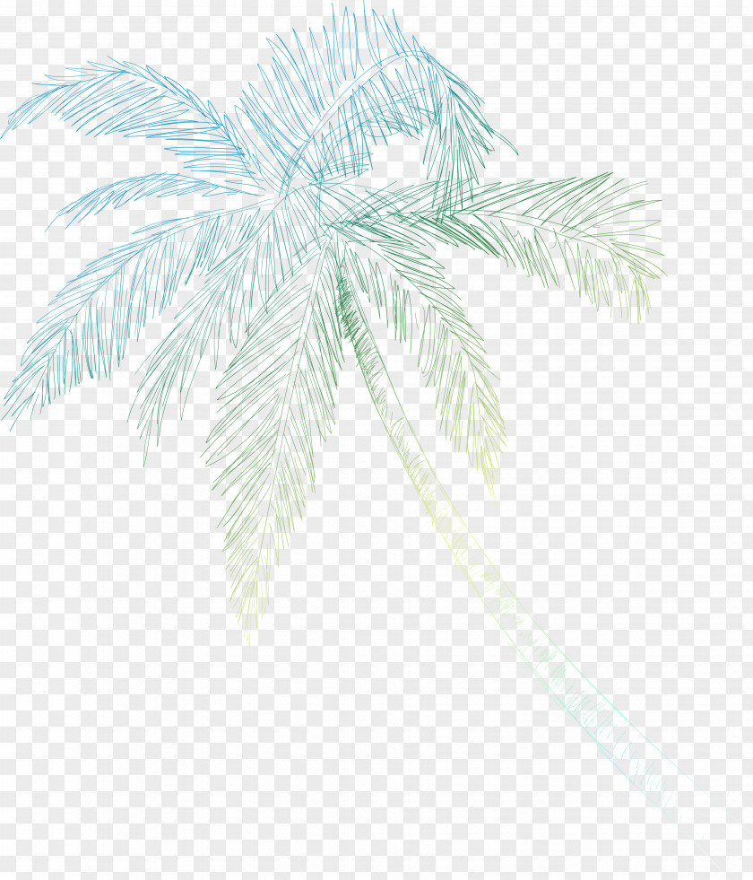 Coconut Shell Clipart Palm Trees Date Line Leaf Branching PNG