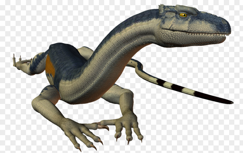 Lizard Velociraptor Animal Dinosaur Amphibian PNG
