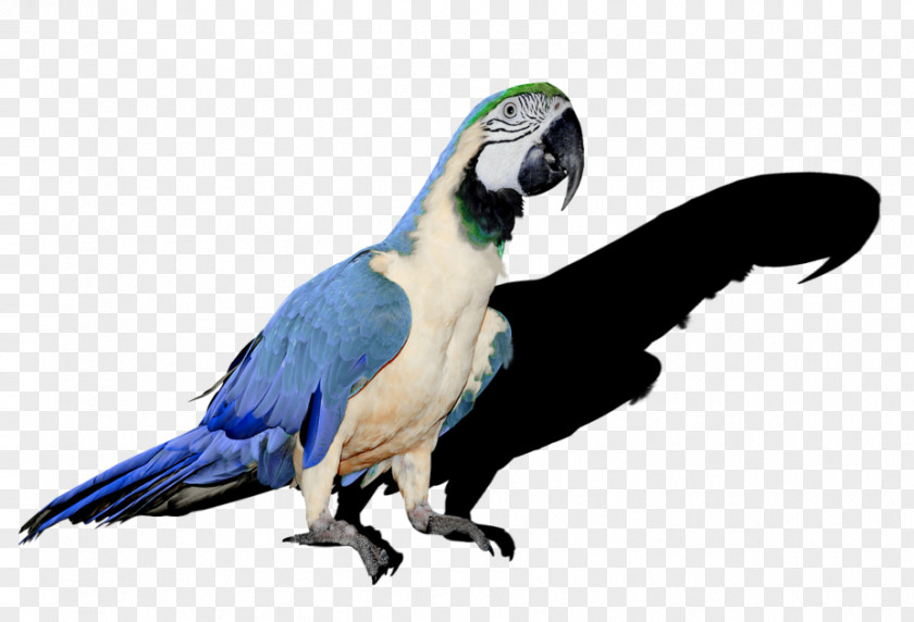 Pixlr Companion Parrot Budgerigar Bird Cockatiel PNG