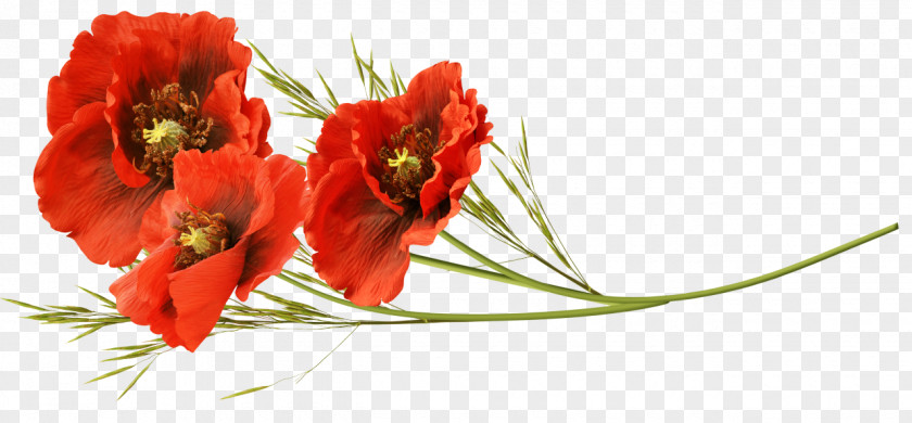 Remembrance Poppy Flower Clip Art PNG