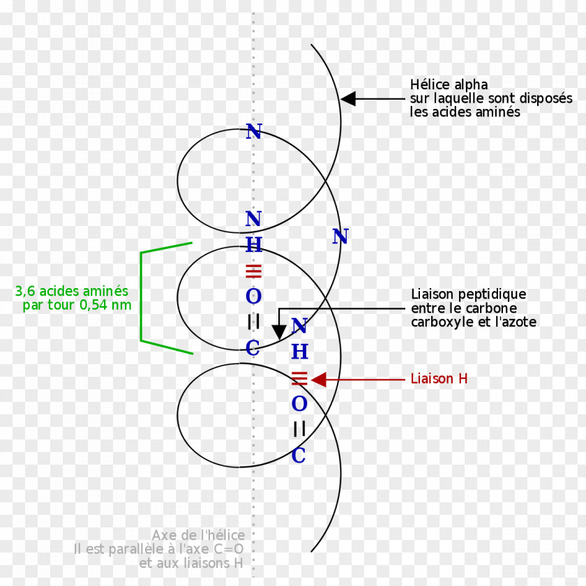 Tedy Alpha Helix Protein Beta Sheet Amino Acid PNG