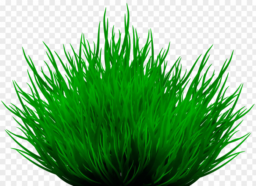 Wheatgrass Grass Family Green Background PNG