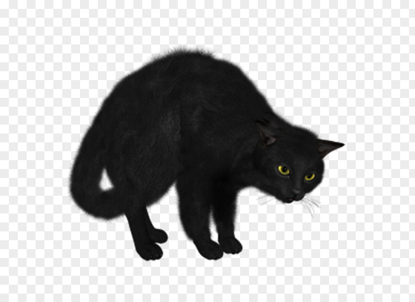 Black Cat Norwegian Forest Kitten Clip Art PNG