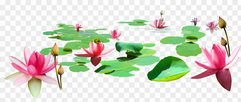 Cartoon Painted Lotus Pond Nelumbo Nucifera PNG