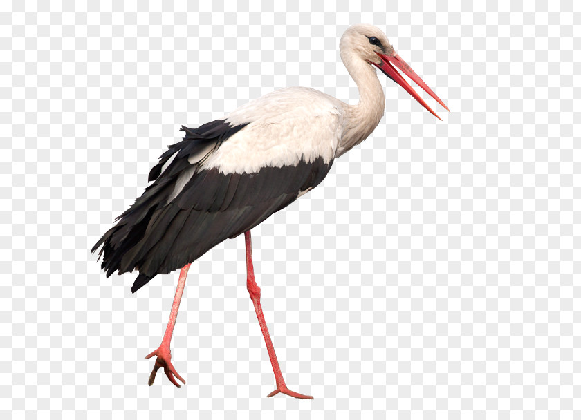 Crane Ibis Bird PNG