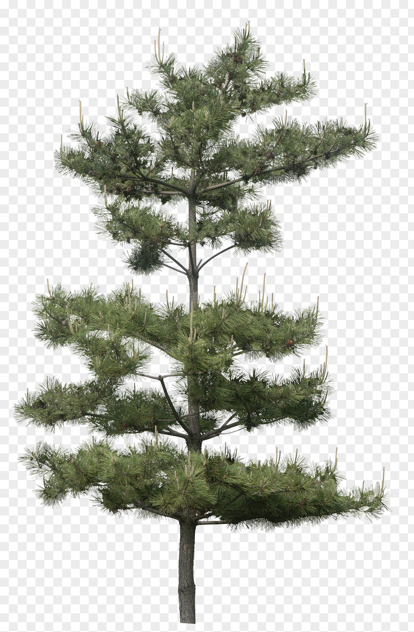 Fir-tree Gum Trees Pine Plant PNG