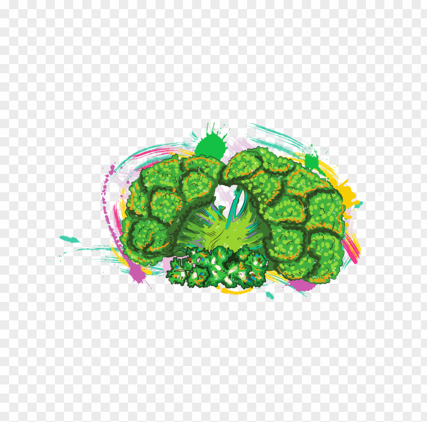 Hand-painted Broccoli Vegetable Illustration PNG
