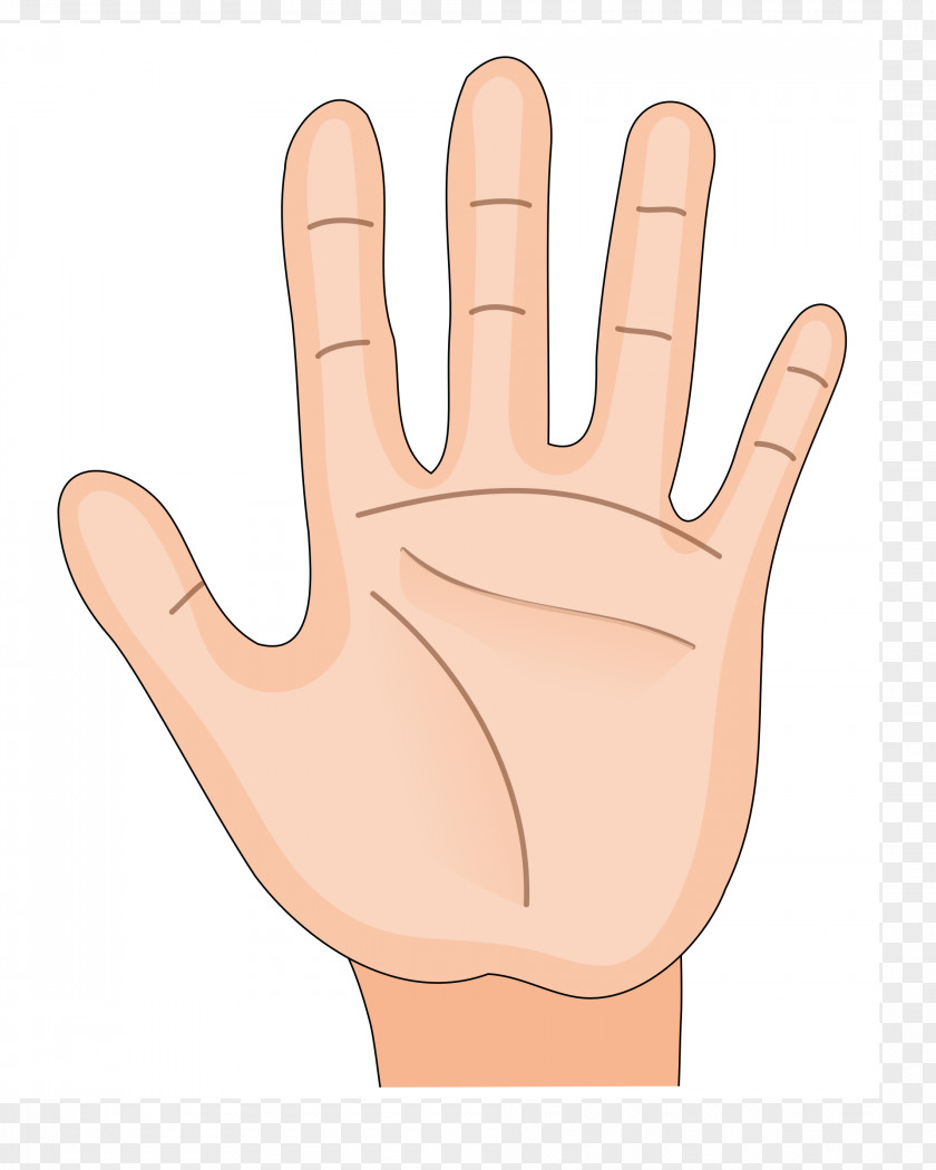 Hand Palm Arm Human Body Skeleton Clip Art PNG