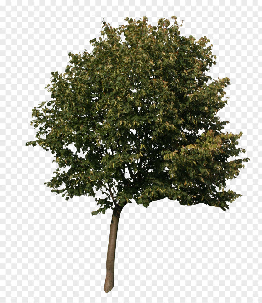 Oak American Sycamore Quercus Acutissima English Tree 3D Computer Graphics PNG