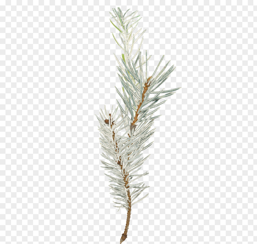 Plantas Spruce Photography Video Larch PNG