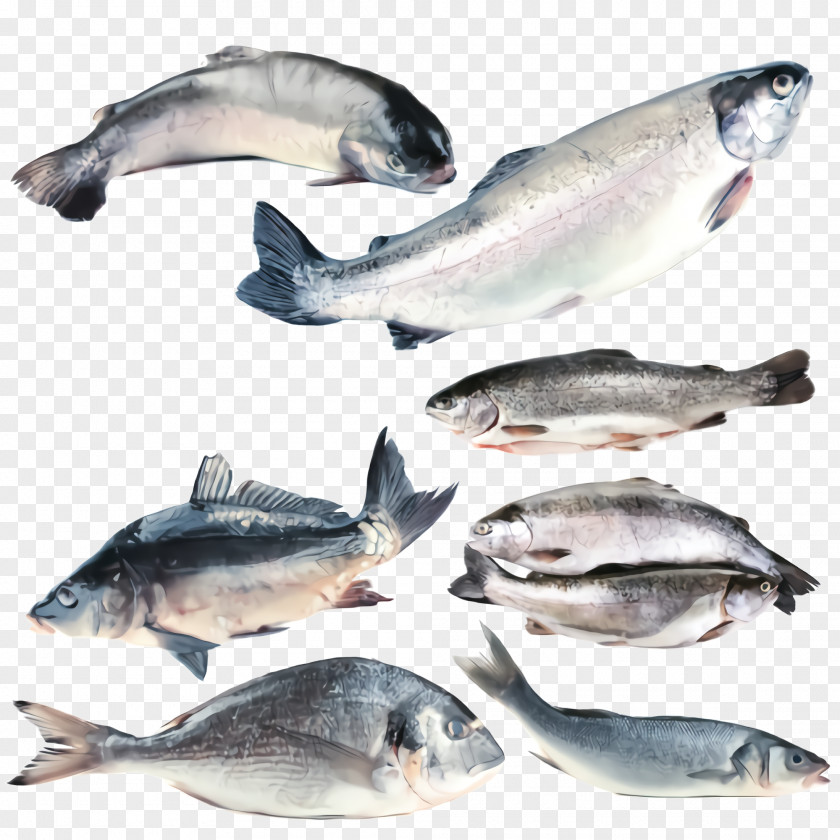 Sockeye Salmon Stockfish Fish Products Oily Seafood PNG