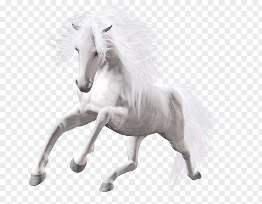 Transparent White Horse Art Stallion PNG