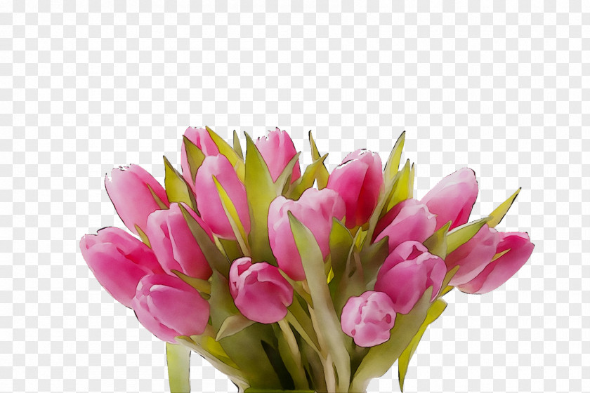 Tulip Cut Flowers Floristry Petal PNG