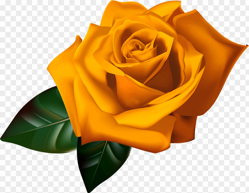 Yellow Rose Rosa 'Mister Lincoln' Desktop Wallpaper Clip Art PNG
