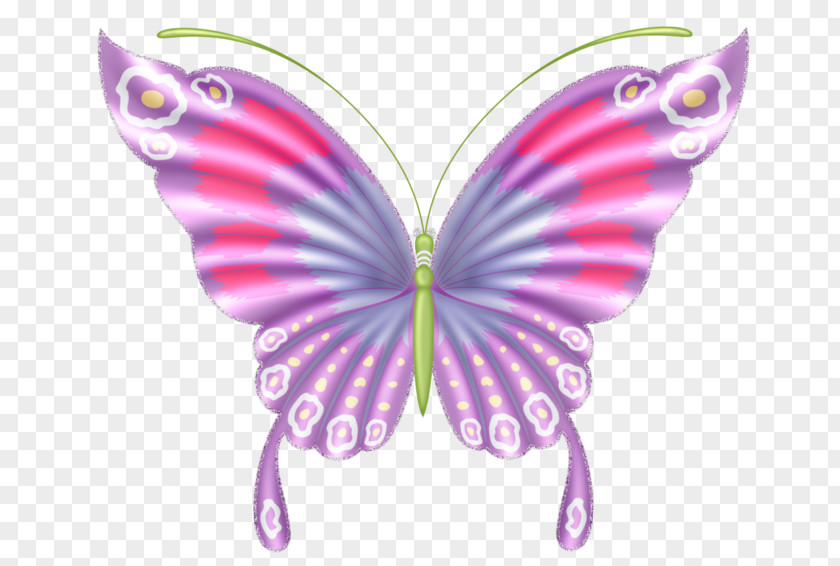 Butterfly Insect Color Clip Art PNG