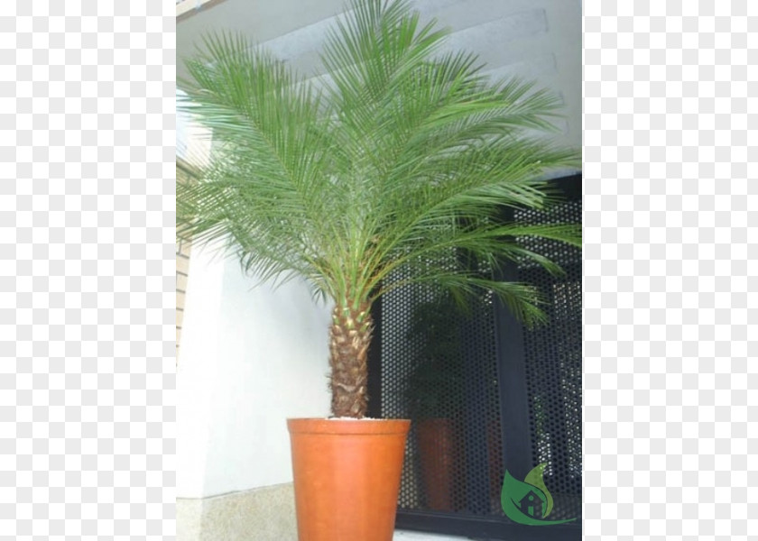 Date Palm Pygmy Arecaceae Garden Plant PNG