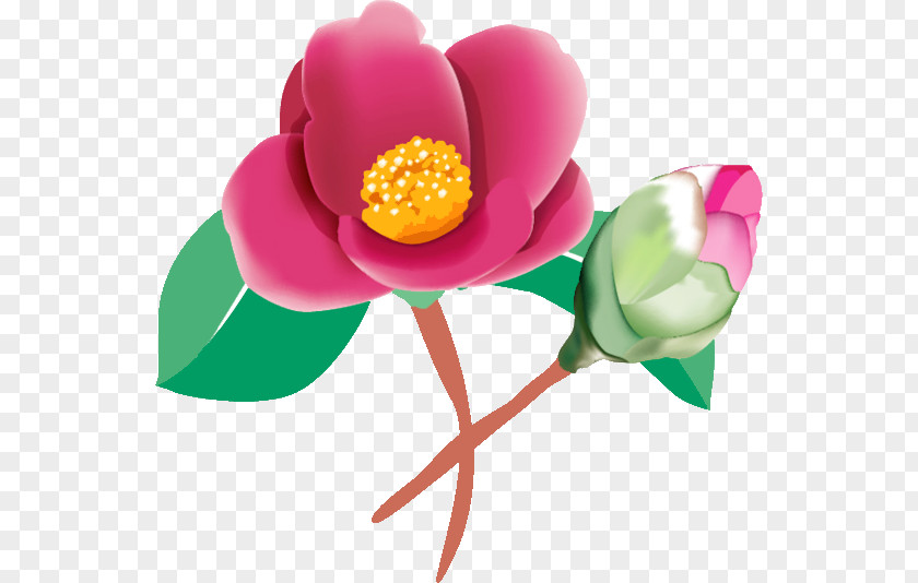 Flower Season Illustration February Japanese Camellia PNG