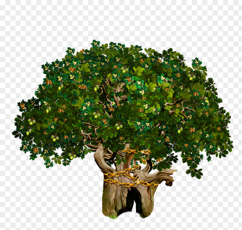 Oak Tree Problem Solving 0 PNG