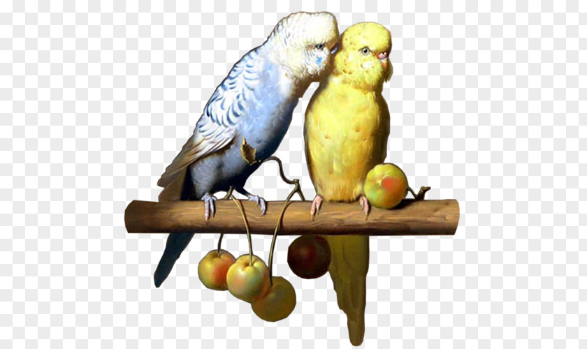 Parrot Budgerigar The Carolina Parakeet: America's Lost In Art And Memory Bird Columbidae PNG