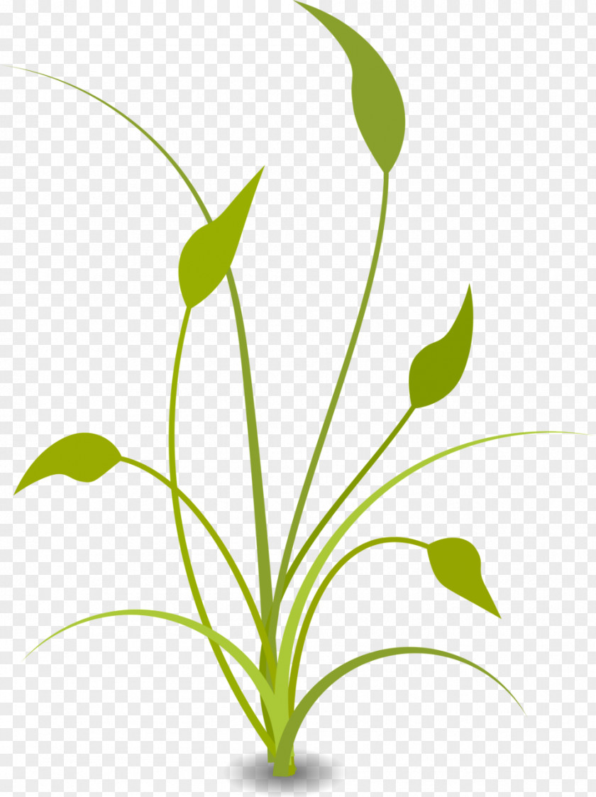 Soybean Stalk Cliparts Nature Free Content Clip Art PNG