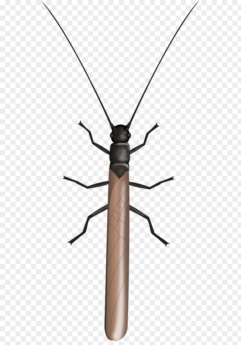 Beetle Longhorn Line Insect PNG
